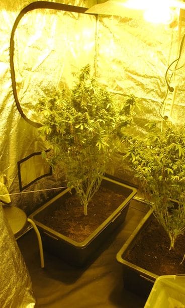 kannabis, kaakkois-suomen poliisi 4