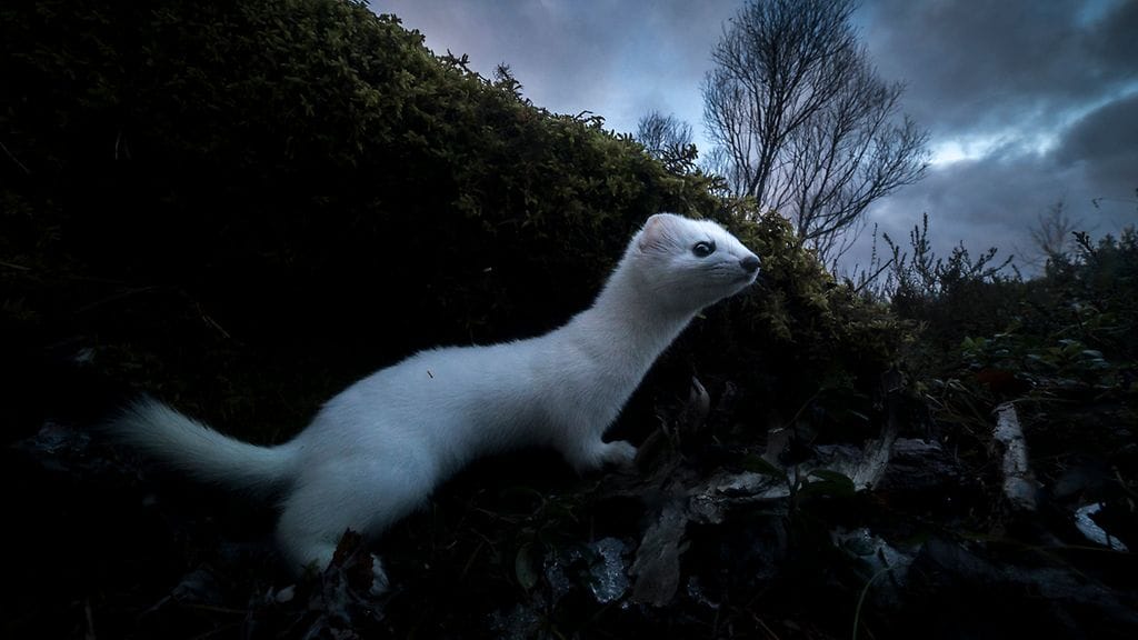 Vuoden luontokuvaksi on valittu 25-vuotiaan kuhmolaisen Ville Heikkisen "Talven odotus".