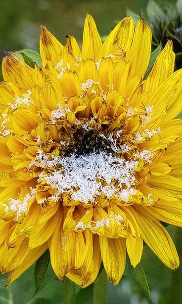 lukija kuva auringonkukka