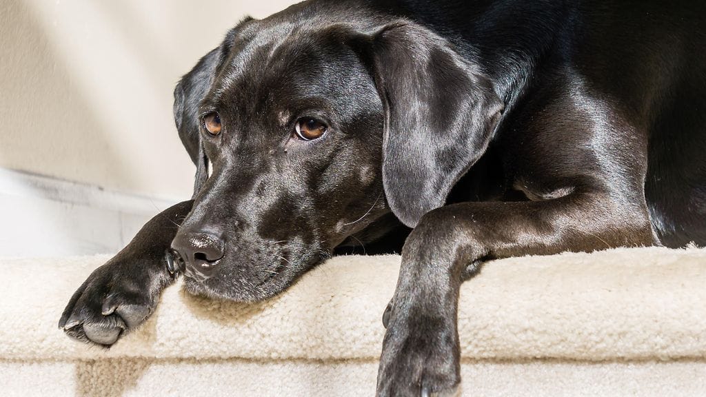 labradorinnoutaja, koira