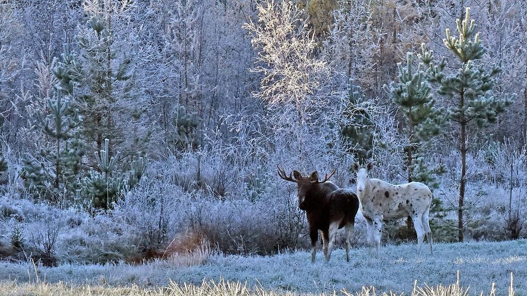 Esa Villikka nappasi kuvan Karunassa lauantaiaamuna.