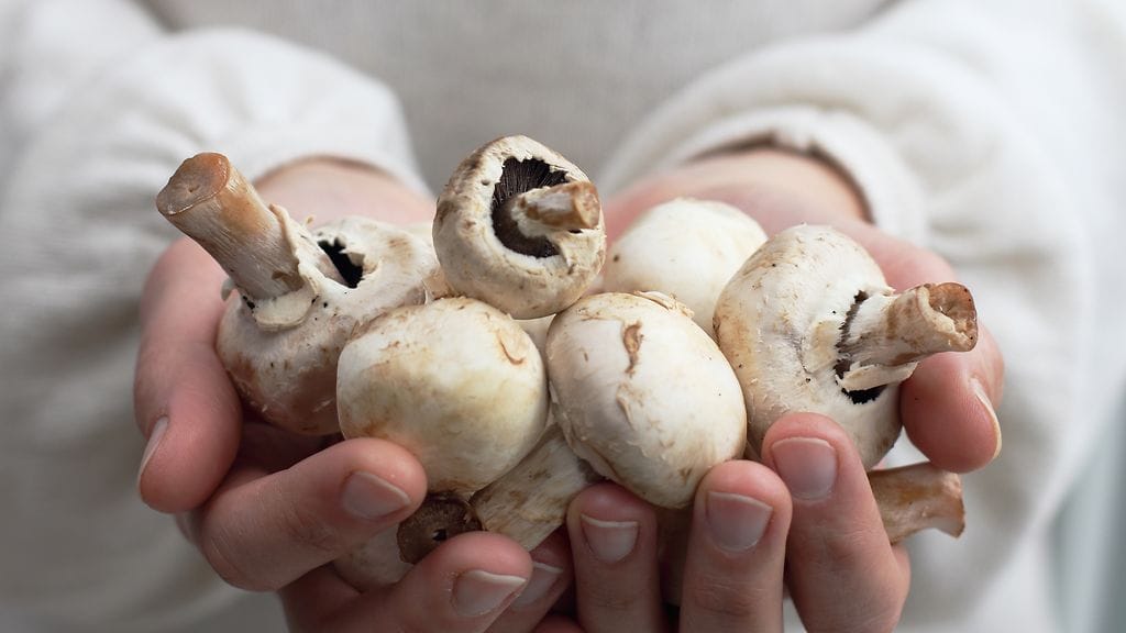 Tutkimuksessa henkilöt söivät aamupalaksi herkkusieniä tai jauhelihaa.