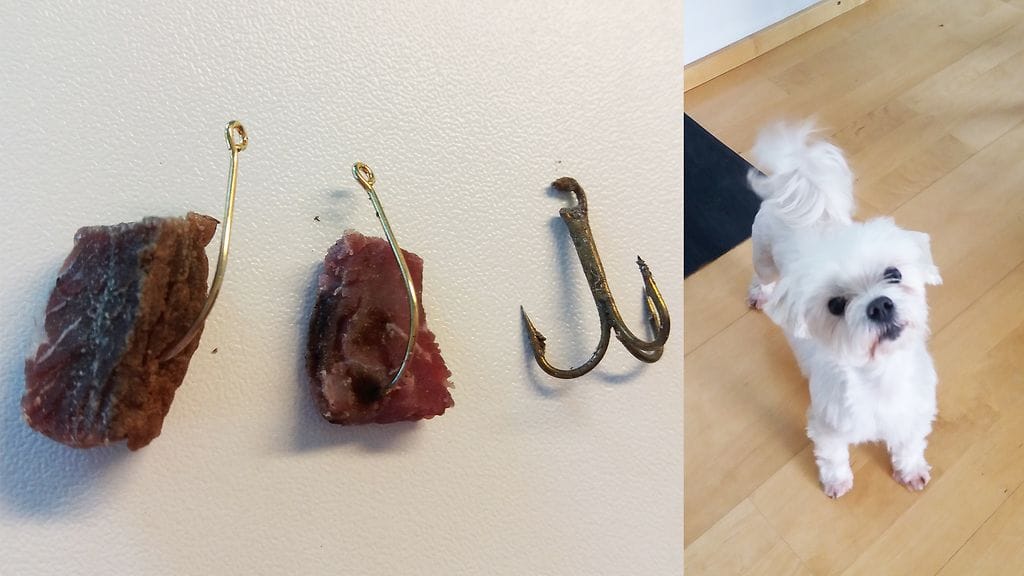 Maltankoira Cassu ehti napata suuhunsa koukutetun lihanpalan, mutta se ei loukkaantunut.