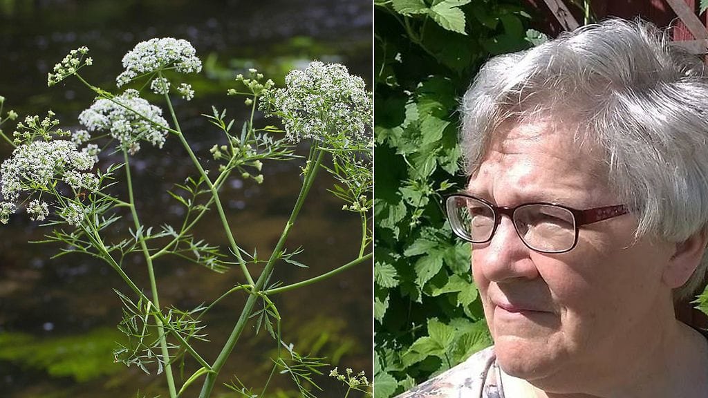 Myrkkykeiso viihtyy vesistöjen läheisyydessä.