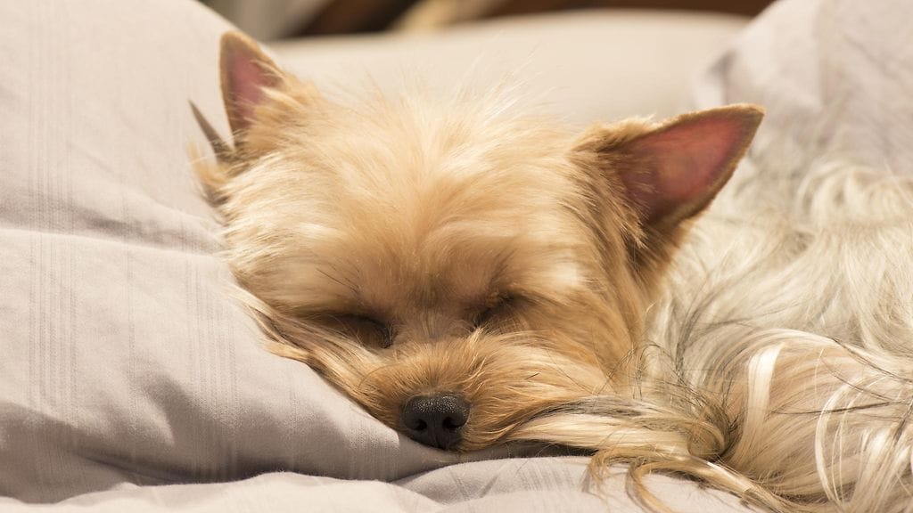 Koiran kuolema oli viimeinen niitti, joka kirjaimellisesti "särki" naisen sydämen.