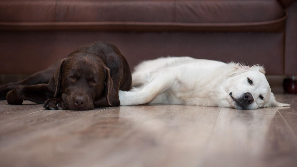 Stressi vaikuttaa koirien uneen samaan tapaan kuin ihmisilläkin.