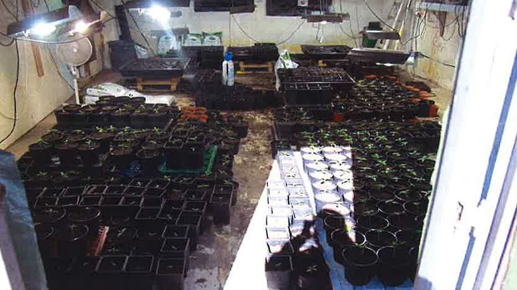 Poliisin ottama kuva kannabisfarmilta, jossa tehtiin kesällä parin viime vuoden suurin kannabistakavarikko.