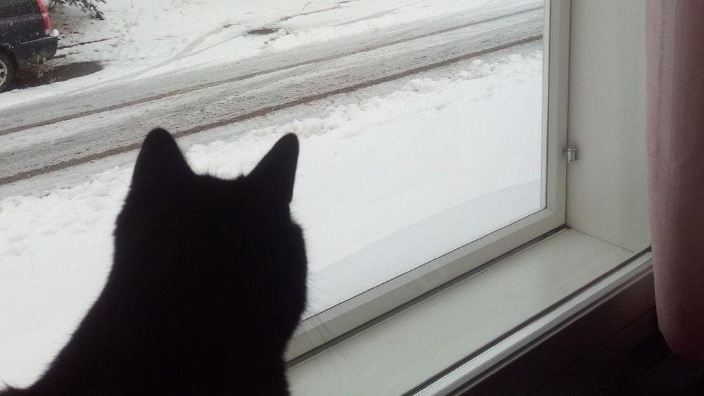 Kimmo Kujalan kuvassa ensilunta Tampereella noin tasan vuosi sitten. Kissa ihailee valkeaa maata lämpimässä sisällä.