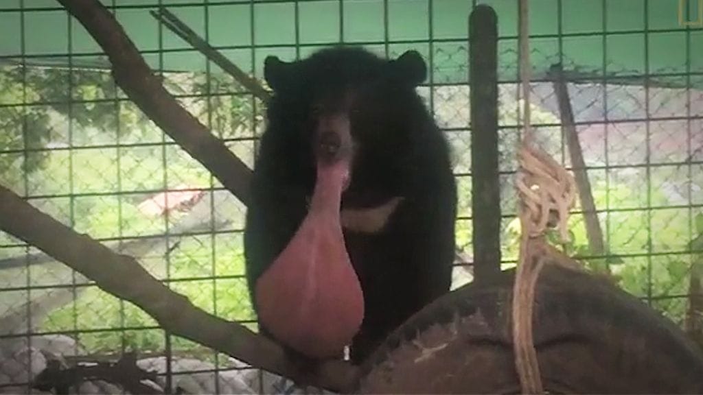 Nyan htoon oli vaikea sulkea kitaansa kasvaimen vuoksi.