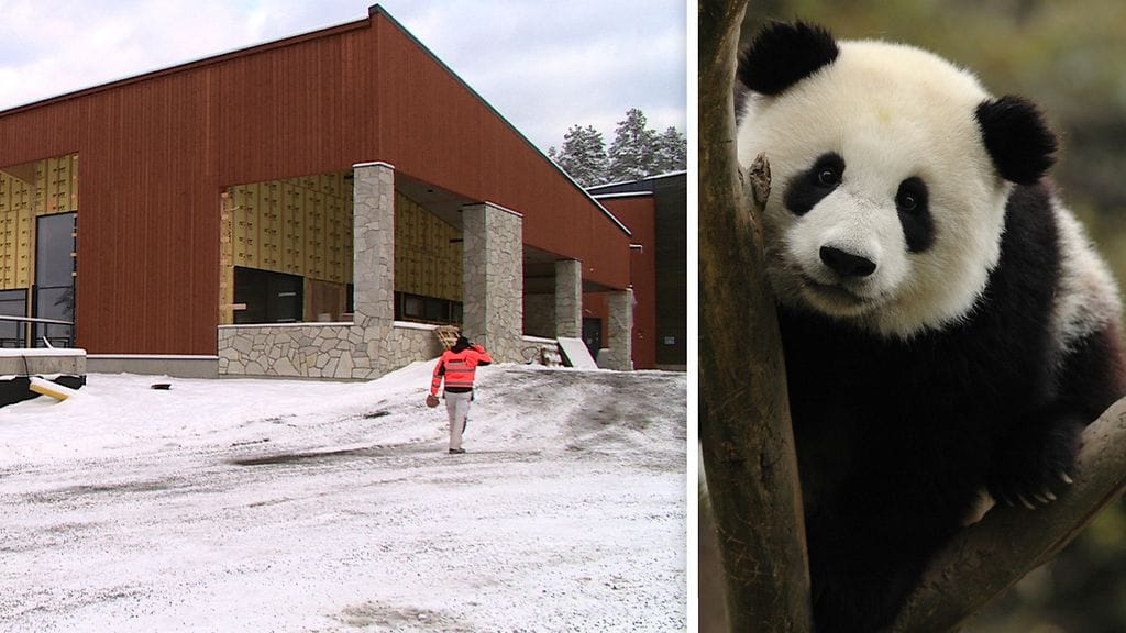 Ähtäriin rakennetaan parhaillaan pandataloa, johon karvaisten uusien asukkaiden on määrä muuttaa ensi vuoden alussa.