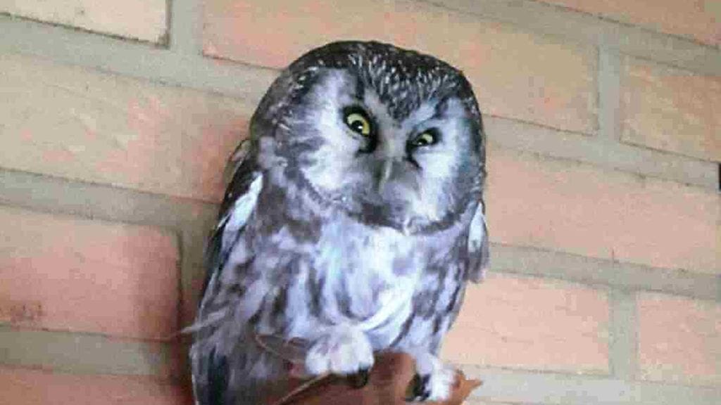 Tiistaina poliisi sai Suopajärveltä tiedon, että pöllö oli koelentojen jälkeen päästetty vapaaksi