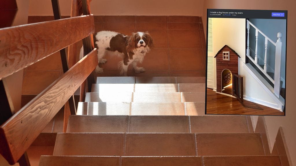 Tämän koiran asumus voi aiheuttaa monessa koirataloudessa kateutta.