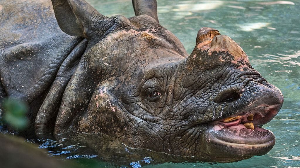 Los Angelesin eläintarhan julkaisema päiväämätön kuva Randa-sarvikuonosta.