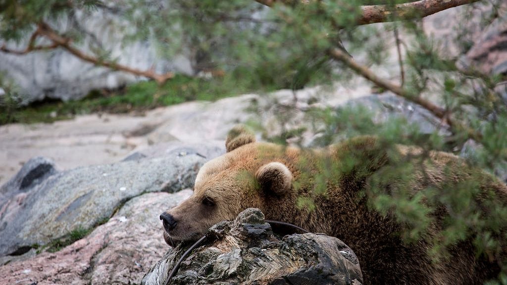 Jutussa kuvia Korkeasaaren karhuista viime vuosilta valmistautumassa talviunille.