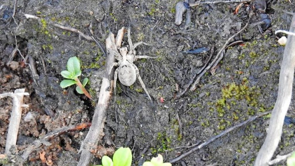 Susihämähäkki, Wolf Spider, on Suomessa suhteellisen harvinainen.