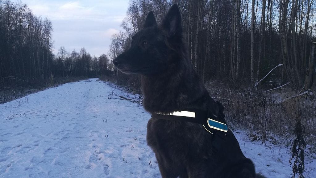 sankarikoira kaida oulu