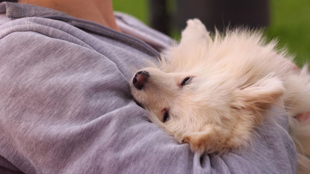 koira omistaja lemmikki