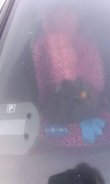 23472841_10214244661171497_428144150322284871_n