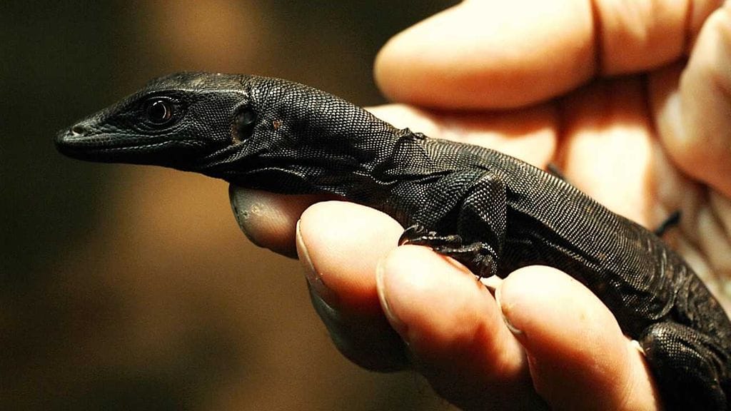 Tropicariossa syntynyt varaani kuvattuna lokakuussa.