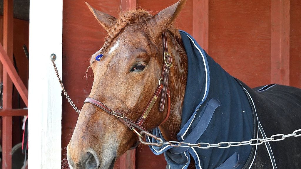 R.R. Nykäisy on yksi vuonna 2014 startanneen Raviliigan suomenhevosedustajista.