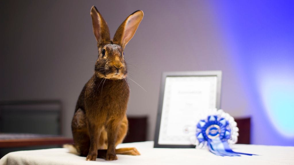 Jagu sai kisassa miltei täydet pisteet.
