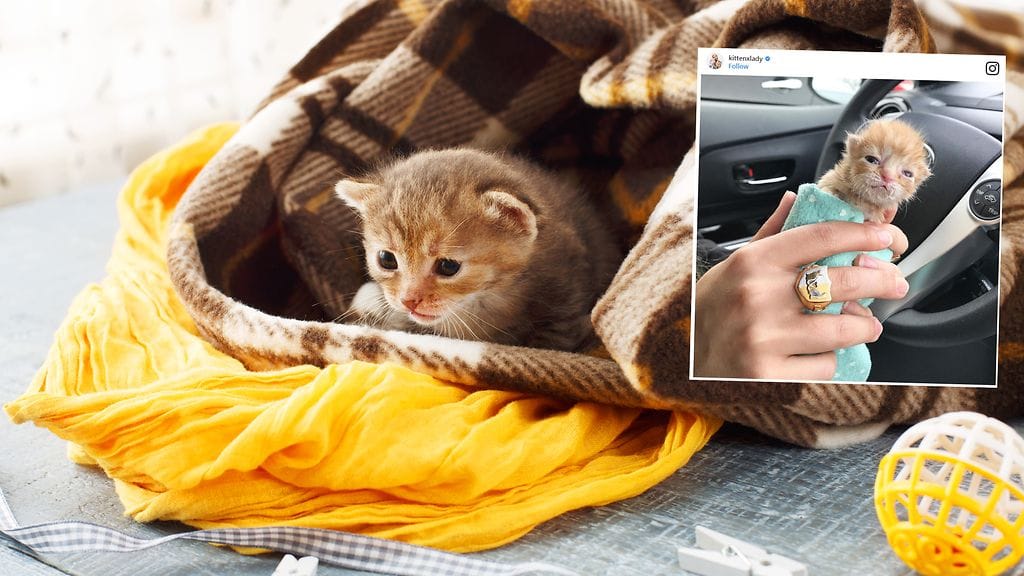 Kadulta löydetty kissanpentu painoi löydettäessä vain 80 grammaa.