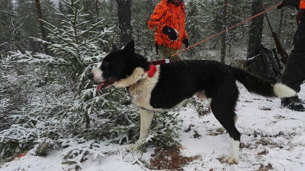 Laikku on edelleen noheva metsästyskoira. Tänä syksynä sille on kaadettu jo kolme hirveä.