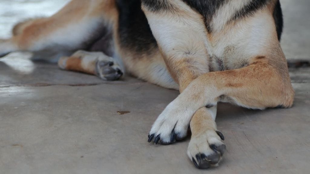 Uskollinen koira odotti omistajaansa viimeiseen henäykseen saakka.