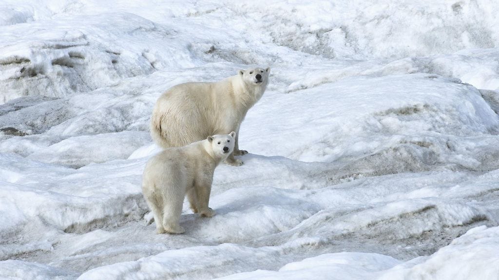 Jääkarhuja Wrangelinsaarella vuonna 2013.