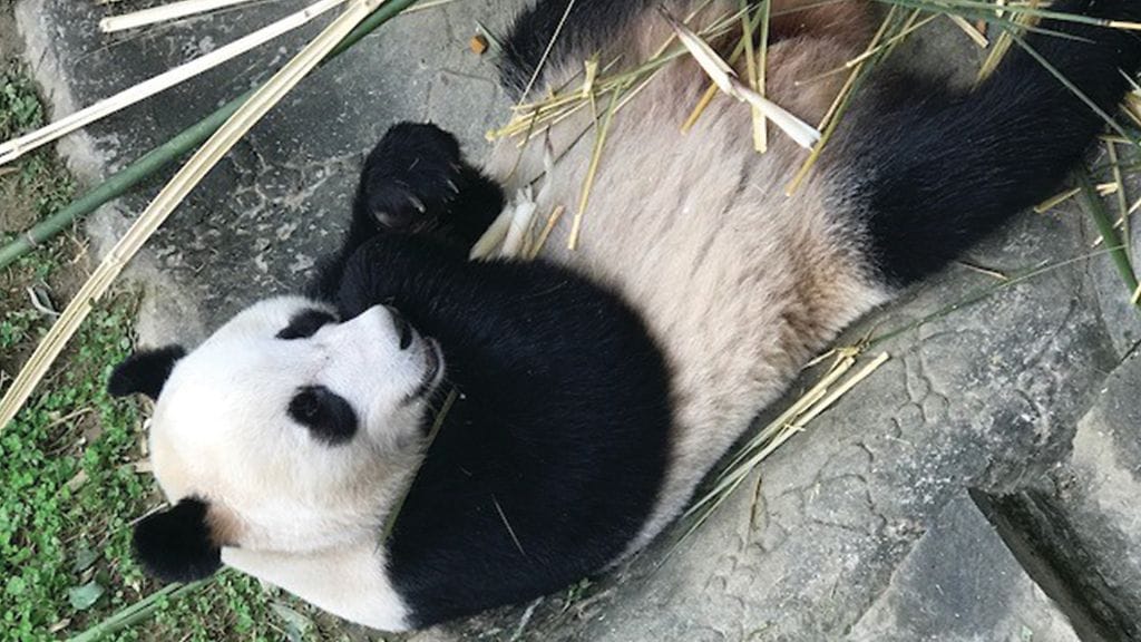 Tässä köllii Hua Bao, mutta mikä olisi sille hyvä suomenkielinen kutsumanimi?