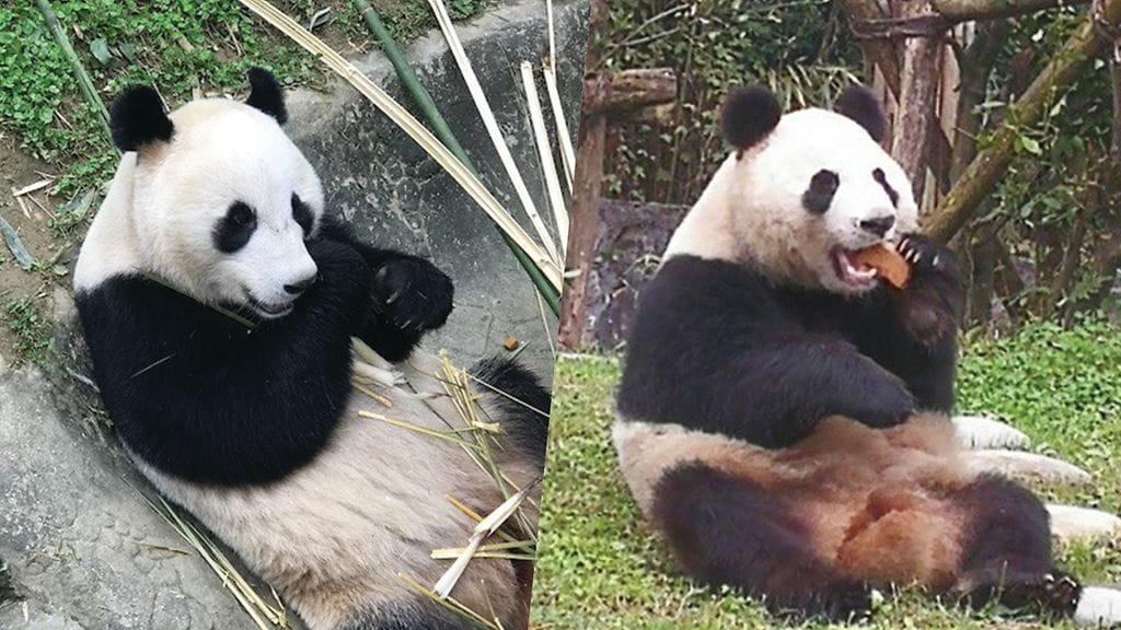 Tässä ne ovat, vasemmalla uros Hua Bao ja oikealla naaras Jin Bao Bao. Mutta mitkä niiden suomalaiset nimet olisivat?
