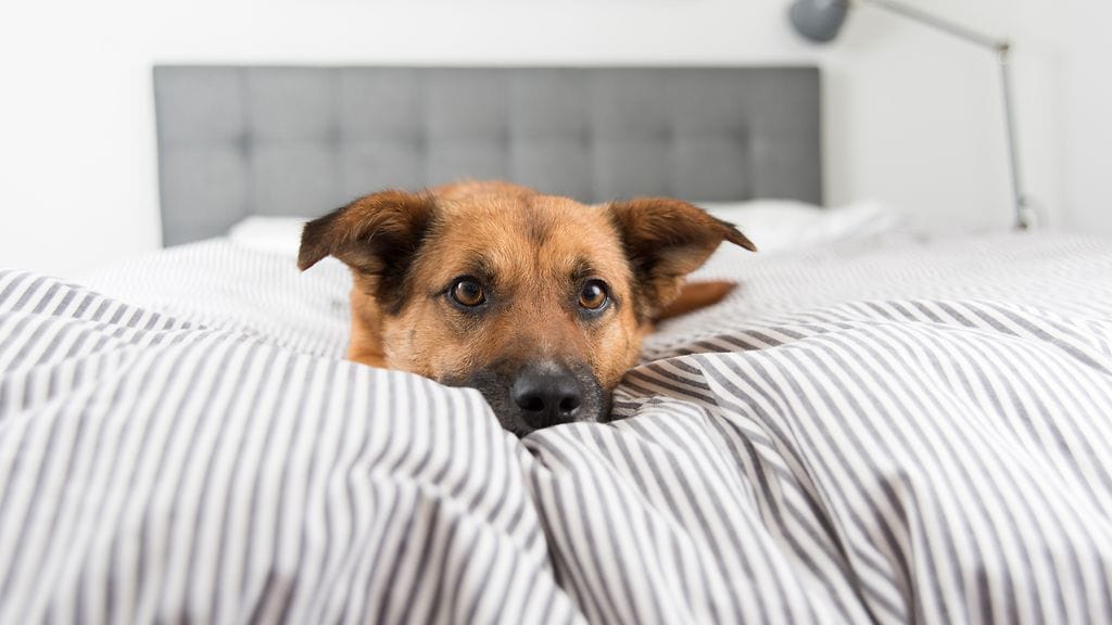 Allergisen eikä huonounisen, jonka koira pyörii paljon, ei kannata ottaa koiraa sänkyyn viereensä.
