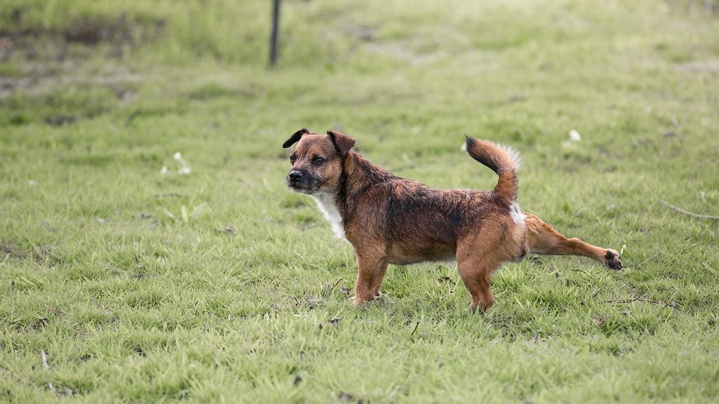 Maan potkiminen on koirille luontaista rodusta riippumatta.
