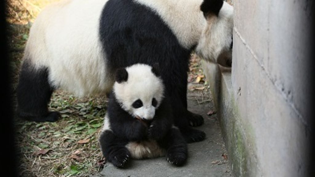 Uros Hua Bao pentuna emon kanssa.