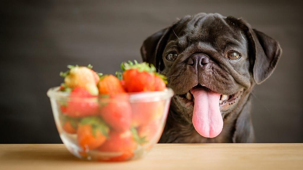 Mansikat ja mustikat ovat koirille turvallista herkkuja, mutta kirsikoita ja viinirypäleitä ei tule koskaan antaa lemmikille.