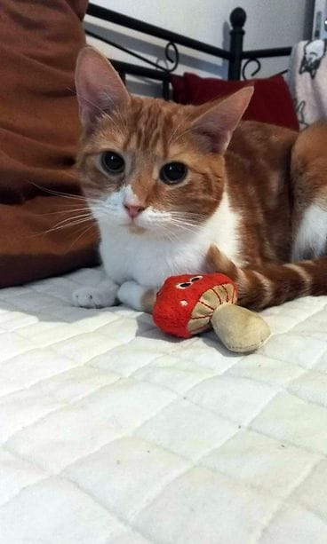 KUVA VAIN LIFESTYLEN JUTTUUN