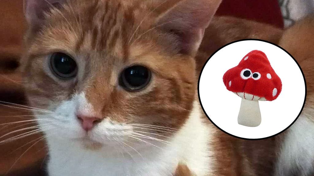 Simppa-kissa ja tatti.