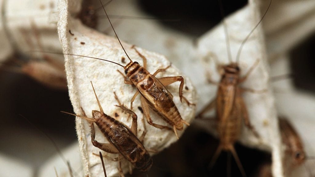 Hyönteisten kasvattaminen ja myyminen elintarvikkeena sallitaan nyt myös Suomessa ja samalla hyönteisala saadaan elintarvikevalvonnan piiriin.