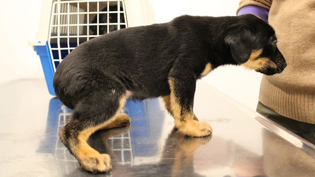 Poliisi oli viime viikolla turvaamassa valvontaeläinlääkäreiden tarkastuskäyntiä Östersundomissa sijaitsevassa omakotitalossa, kun talon kellarista löytyi huonovointisia koiranpentuja kahdesta pienestä aitauksesta.