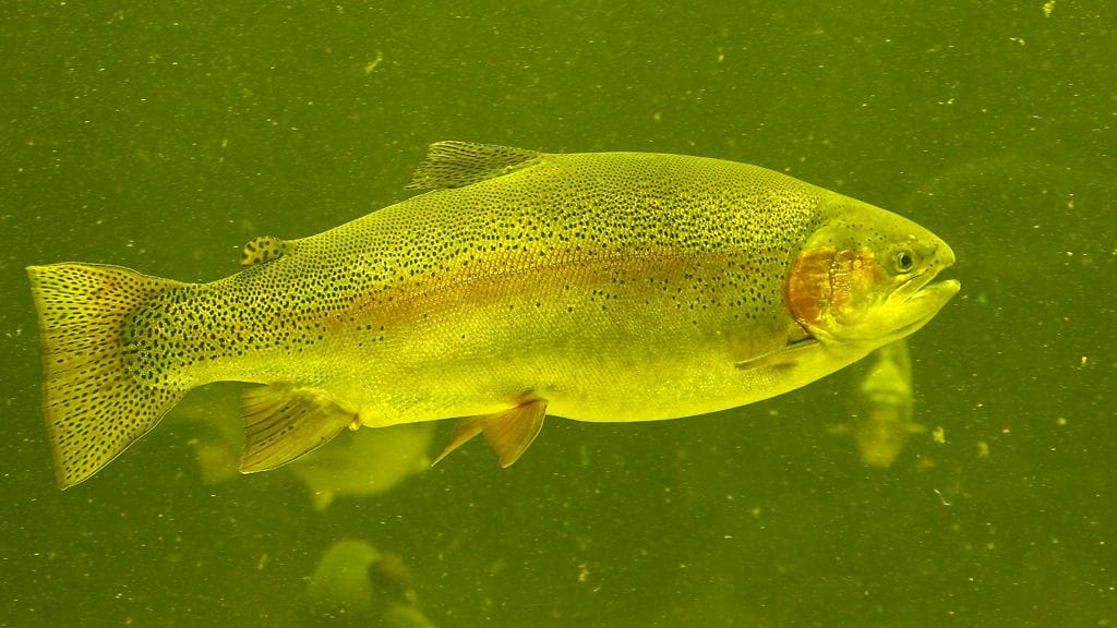 Kyseessä oli ensimmäinen kerta, kun IHN-virusta on todettu Suomessa tai Pohjoismaissa.