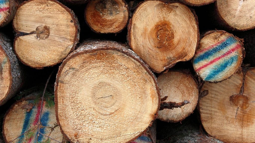 Euroopan parlamentin linjaukset ovat kuumentaneet tunteita metsäalalla Suomessa.