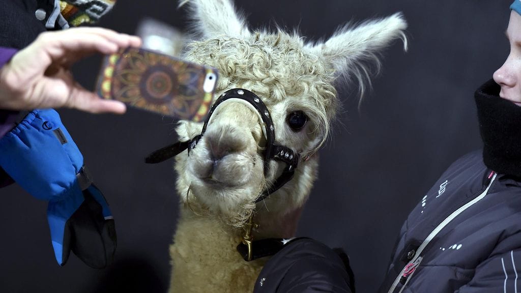 Alpakka Suomen 100-vee-synttäreillä Töölön jalkapallostadionilla Helsingissä 6. joulukuuta 2017.