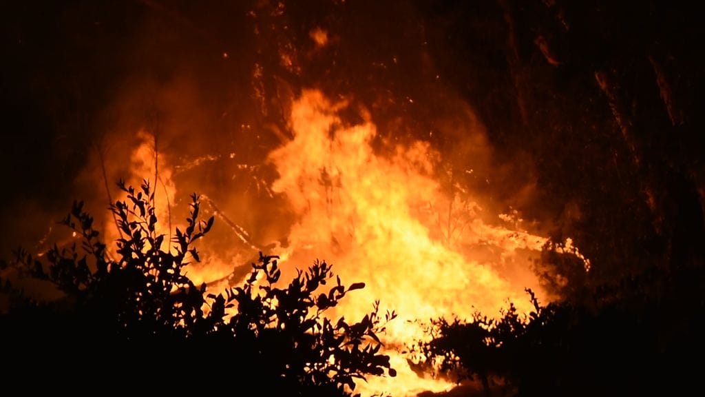 Kalifornian metsäpalo