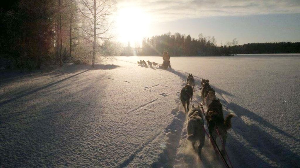 Koiratarhan pitäjä on eläinsuojelulain perusteella velvollinen ilmoittamaan toiminnastaan viranomaisille, jotka tekevät koiratarhoille vuosittain tarkastuksia. Kuvituskuva. Kuva: Emmi Kairema.