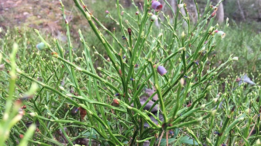 Mustikanvarvuissa on marjoja joulukuussa. Kuva Helsingin Jollaksesta.