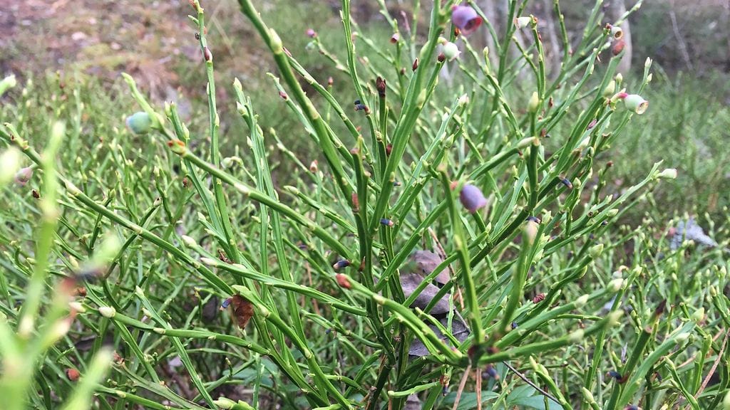 Miehellä ei ilmeisesti ollut kännykkää mukana.