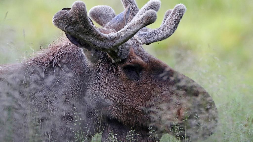Kuvituskuva uroshirvestä.