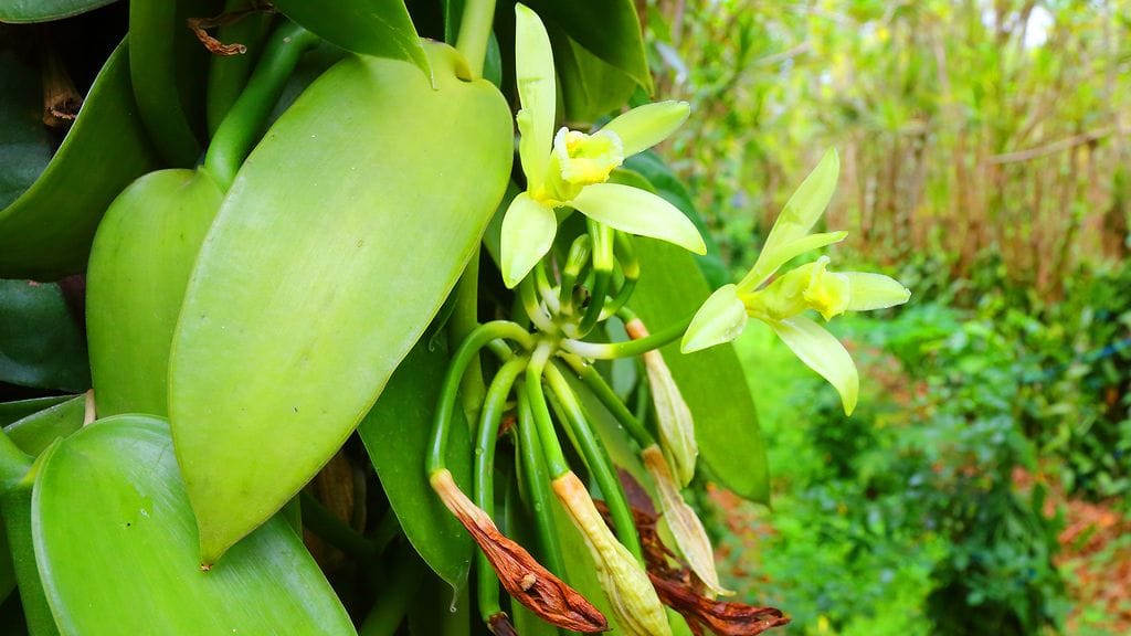 Vaniljaa kasvaa tropiikissa, mutta se pitää pölyttää käsin. Kuvituskuva.
