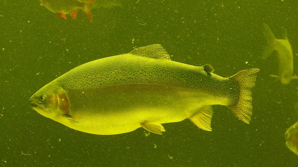 Tervon laitokselta on toimitettu kirjolohia myös Pohjois-Pohjanmaan Iissä toimivaan kalanviljelylaitokseen, josta tavattiin IHN-virusta marraskuun lopulla. Kuvituskuvaa.