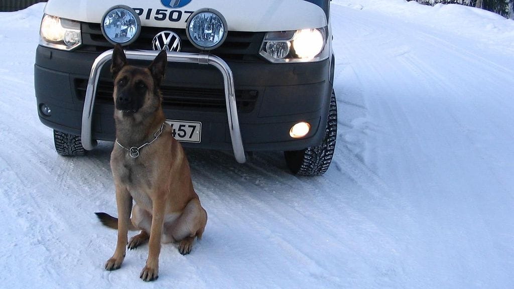 Poliisikoira Oskari johdatti poliisit pellon ja hiekkatien kautta tiheään metsään.
